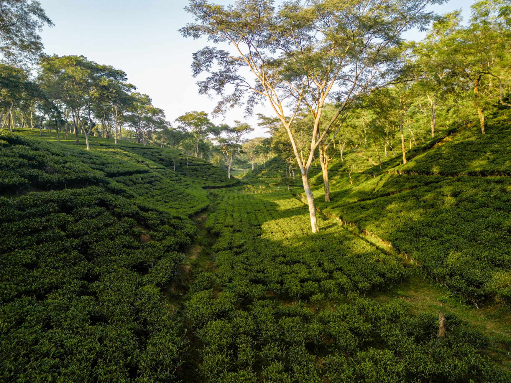 Darjeeling Travel Guide