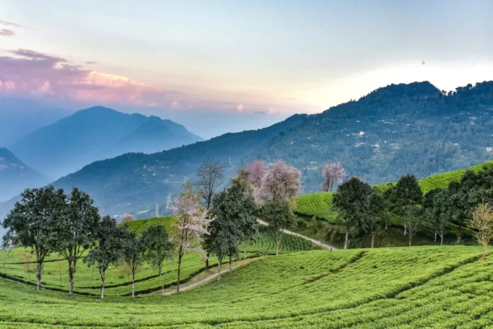 Temi Tea Garden
